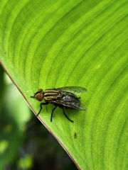 Oxysarcodexia varia