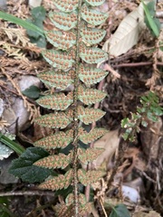 Polystichum prionolepis