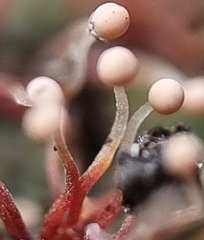 Nectria pseudotrichia