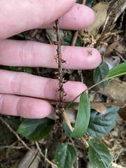 Polystichum prionolepis