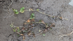 Lysimachia nummularia