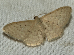 Idaea philocosma