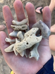 Porites porites