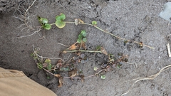 Lysimachia nummularia