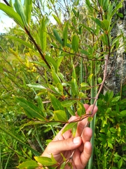Cephalanthus glabratus