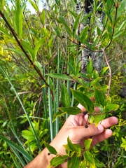 Cephalanthus glabratus