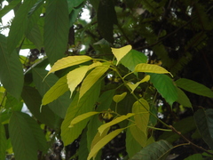 Lithocarpus