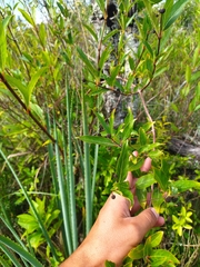 Cephalanthus glabratus
