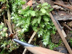 Fissidens obtusifolius