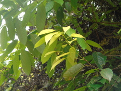Lithocarpus