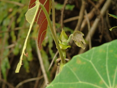 Macaranga triloba