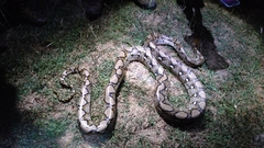 Malayopython reticulatus