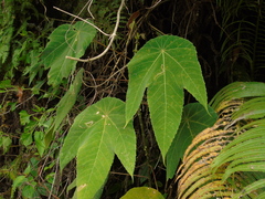 Macaranga triloba