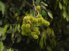 Castanopsis