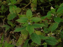 Spermacoce alata
