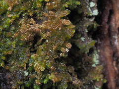 Frullania inflata