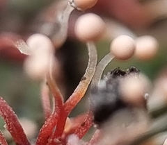 Nectria pseudotrichia