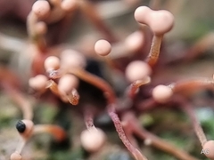 Nectria pseudotrichia