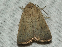 Leucania venalba
