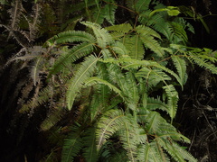 Dicranopteris linearis