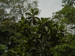 Artocarpus elasticus