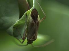 Adelphocoris lineolatus