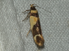 Macrobathra chrysotoxa
