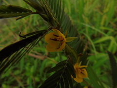 Chamaecrista leschenaultiana