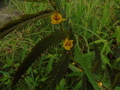 Chamaecrista leschenaultiana