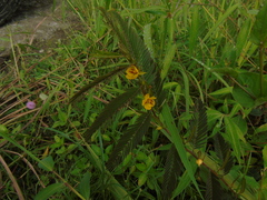 Chamaecrista leschenaultiana