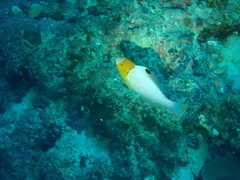 Cetoscarus ocellatus