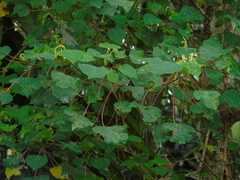 Homalanthus populneus