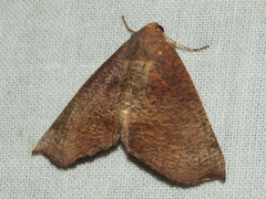 Mnesampela comarcha