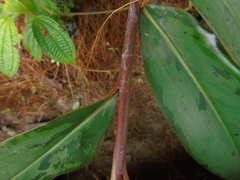 Etlingera