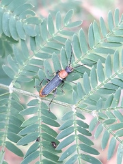 Chauliognathus tricolor