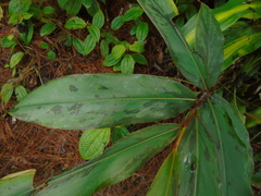 Etlingera