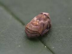 Clastoptera obtusa