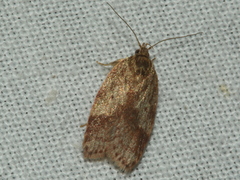 Oligoloba severa