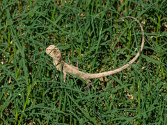 Amphibolurinae