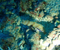 Amblyeleotris guttata