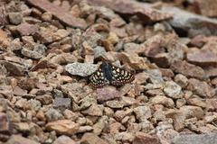 Euphydryas