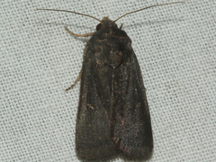Proteuxoa bistrigula
