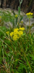 Eriogonum flavum