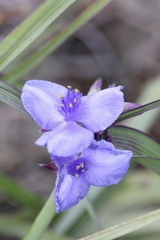 Tradescantia ohiensis