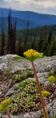 Eriogonum flavum