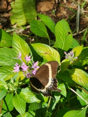 Papilio fuscus