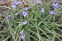 Tradescantia ohiensis
