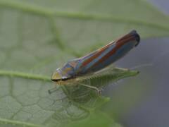 Graphocephala coccinea