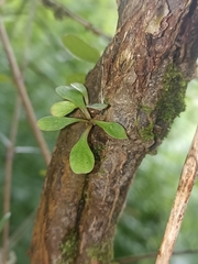 Coprosma rigida