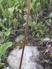 Micranthes californica